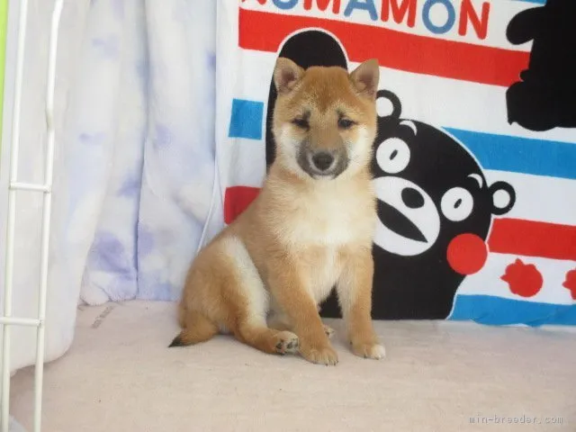 かつじい 様のお迎えした子犬