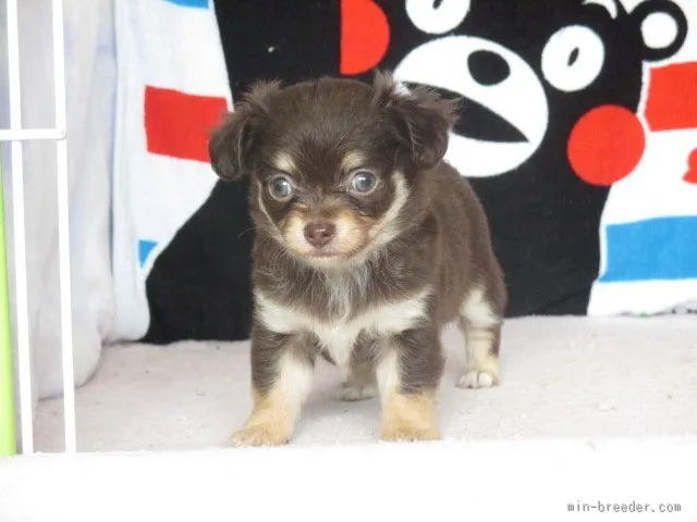 ryuka 様のお迎えした子犬