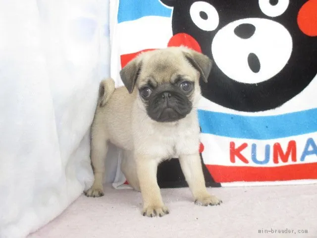 ひろちゃん 様のお迎えした子犬