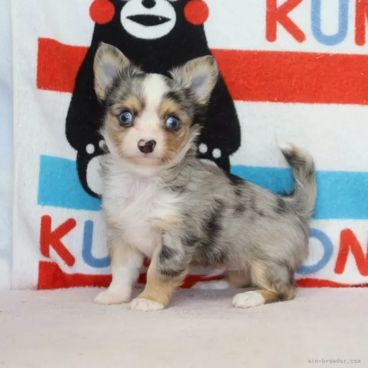 ID:2401-02266の子犬