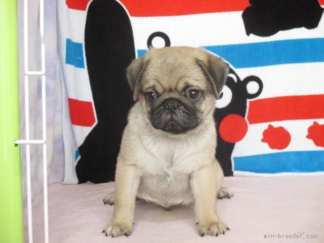 まっつん 様のお迎えした子犬