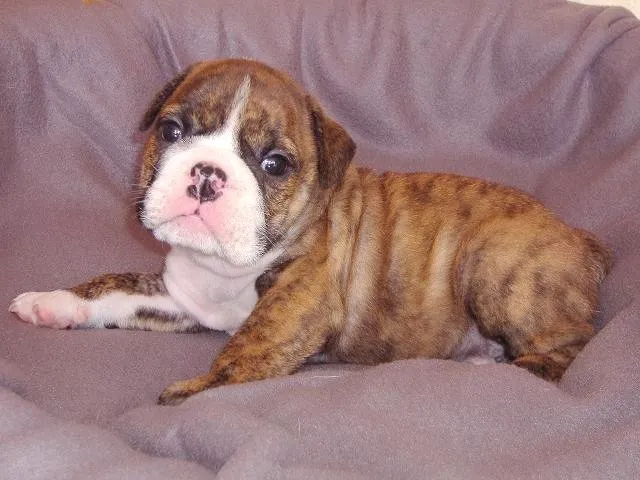 ID：1308-00019の子犬