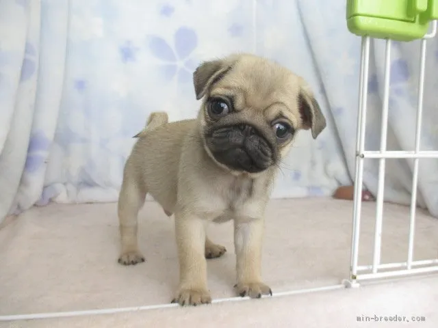 ID:1910-01351の子犬