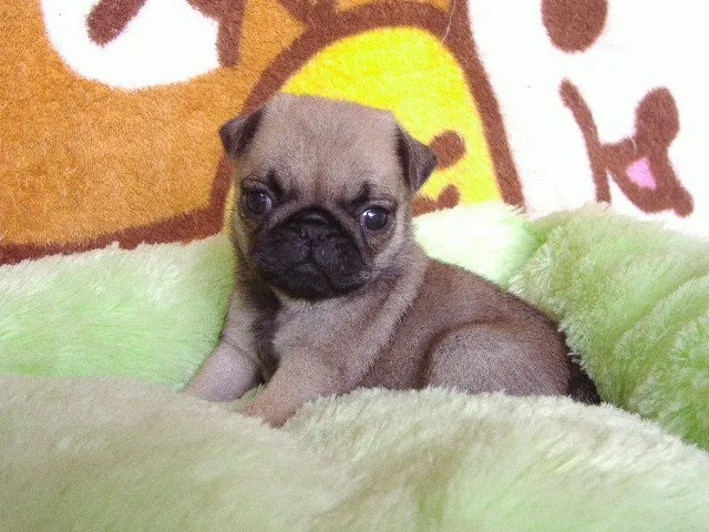 みどり 様のお迎えした子犬