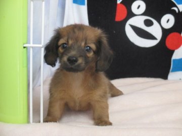 ミニチュアダックスフンド(ロング)【熊本県・男の子・2017年7月17日・レッド】の写真「父親はカニンヘンサイズ」