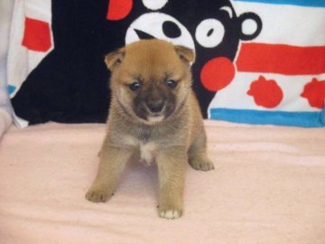 柴犬(豆柴)【熊本県・女の子・2016年10月18日・赤】の写真「両親とも豆柴サイズです」