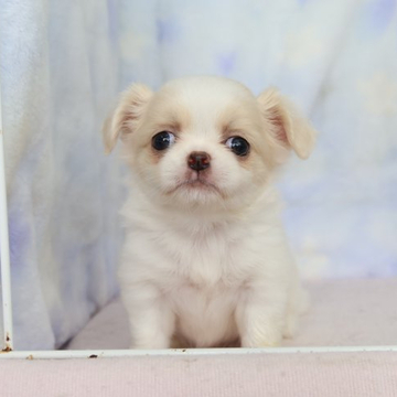 チワワ×狆【熊本県・女の子・2022年5月1日・ホワイト&クリーム】の写真「チワワ×狆　とっても可愛い」