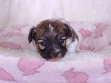 パピヨン【熊本県・女の子・2013年1月28日・ブラウン&ホワイト】の写真「」