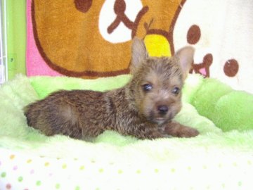 ノーリッチテリア【熊本県・男の子・2014年6月19日・レッド(父親はチャンピオン直子)】の写真「」