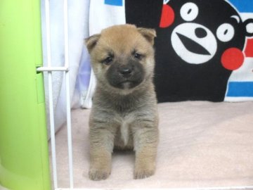 柴犬(豆柴)【熊本県・女の子・2017年10月22日・赤】の写真「両親とも豆柴サイズです」