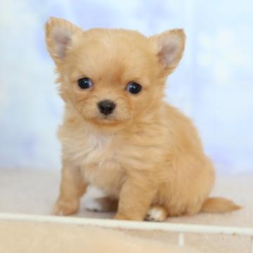 チワワ×プードル【熊本県・女の子・2022年11月2日・クリーム】の写真「チワワ×プードル　とっても可愛い」