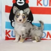チワワ(ロング)【熊本県・男の子・2023年12月16日・ブルーマール】の写真1