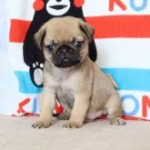 パグ【熊本県・男の子・2023年3月28日・フォーン】の写真3