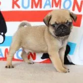 パグ【熊本県・男の子・2023年3月28日・フォーン】の写真4