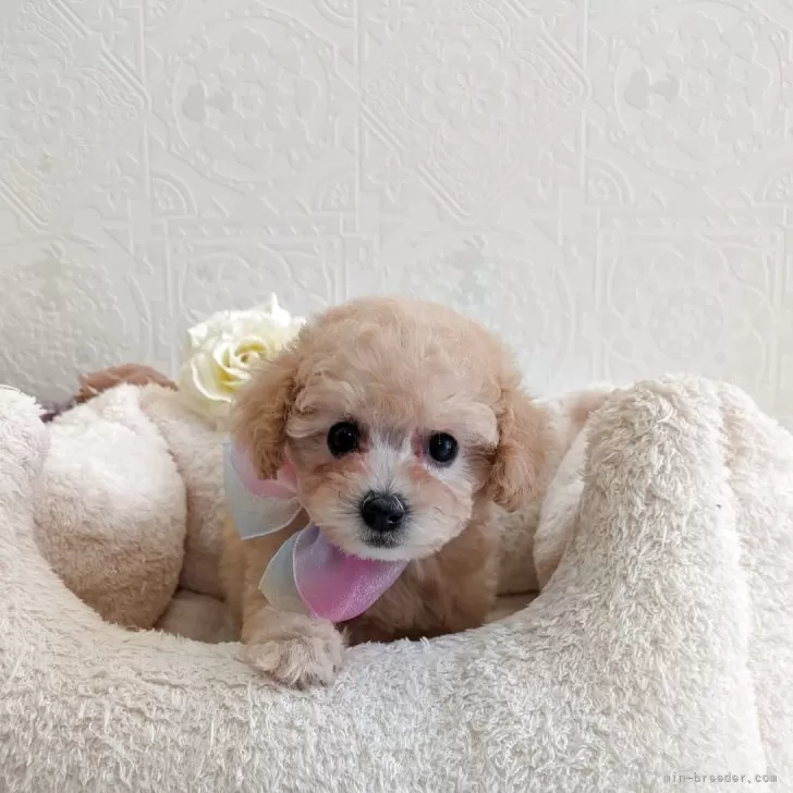 ID：2507-06843の子犬