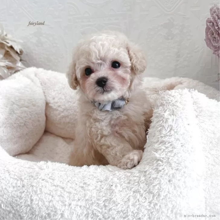 ID：2506-00738の子犬