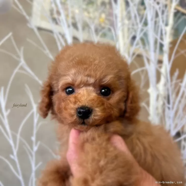 ID:2412-01662の子犬