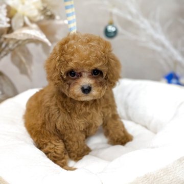 トイプードル(ティーカップ)【宮城県・男の子・2025年10月11日・オレンジフォーン】の写真「ちっちゃいけど元気いっぱいな男の子🧸」