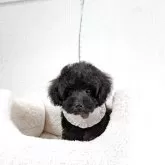タイニープードル