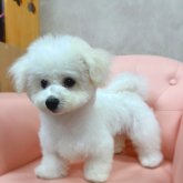 ビションフリーゼ