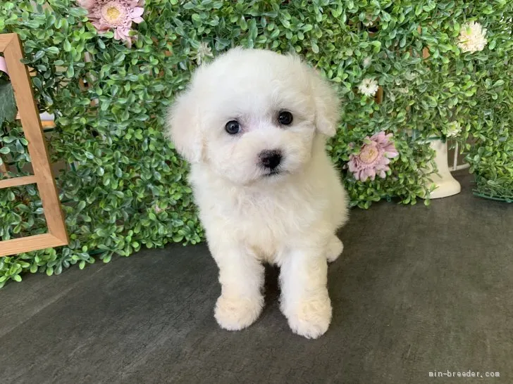 ID:2004-00977の子犬