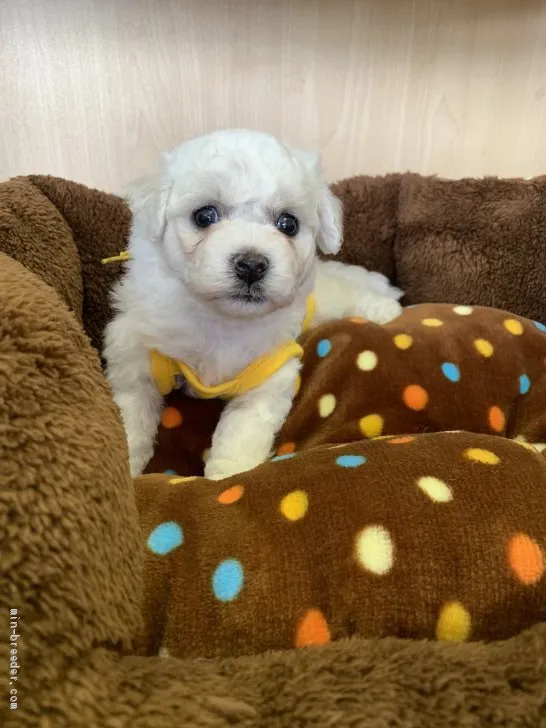 ID:2009-00585の子犬