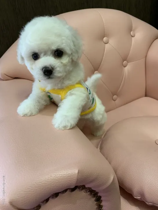 ID:2105-01040の子犬