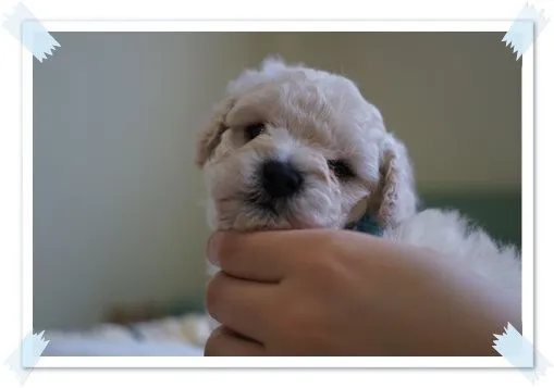 ID:1404-00297の子犬