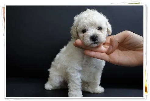 ID：1309-00673の子犬