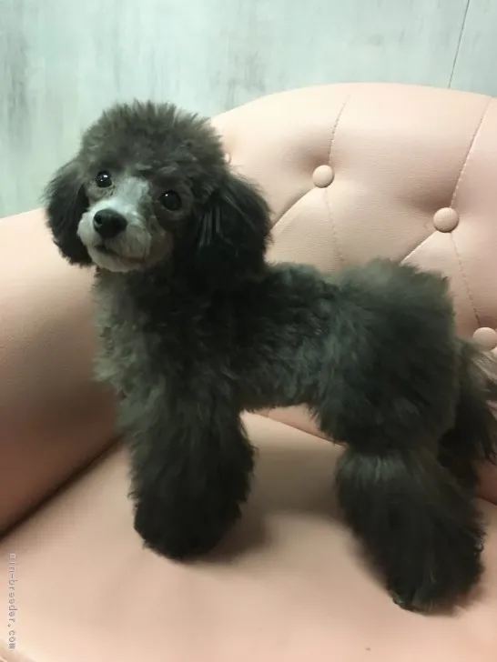ID:1902-00950の子犬