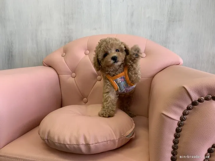 ID:1909-01073の子犬