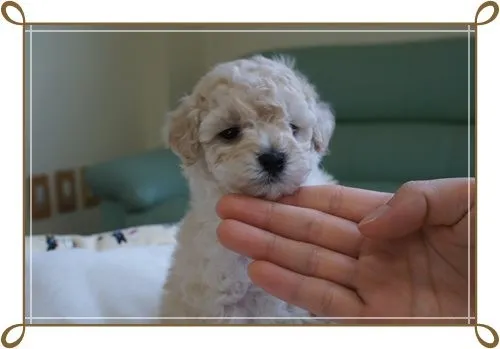 ID:1404-00294の子犬