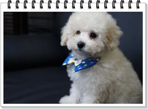 ID:1309-00671の子犬