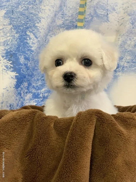 ID:2112-04169の子犬