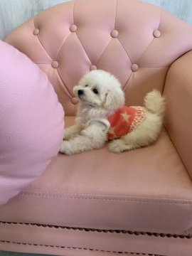 トイプードル(ティーカップ)【宮城県・女の子・2019年6月9日・ホワイト】の写真「小さな小さなお姫様」