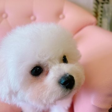 ビションフリーゼ【宮城県・男の子・2022年10月25日・ホワイト】の写真「小さな小さなナイスボーイ君」
