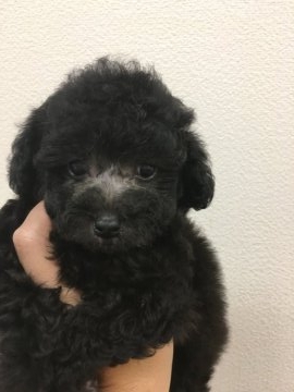 トイプードル(タイニー)【宮城県・男の子・2017年7月1日・シルバー】の写真「毛量多し 良血統」