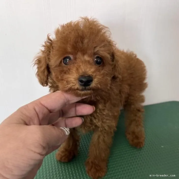 ID:2210-03145の子犬