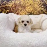 ティーカッププードル【宮城県・女の子・2023年8月30日・クリーム】の写真5