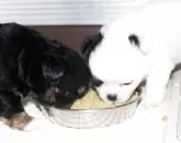 チワワ(ロング)【福岡県・女の子・2025年10月6日・ブラックタン&ホワイト】の写真10「離乳食も順調に食べています^^」