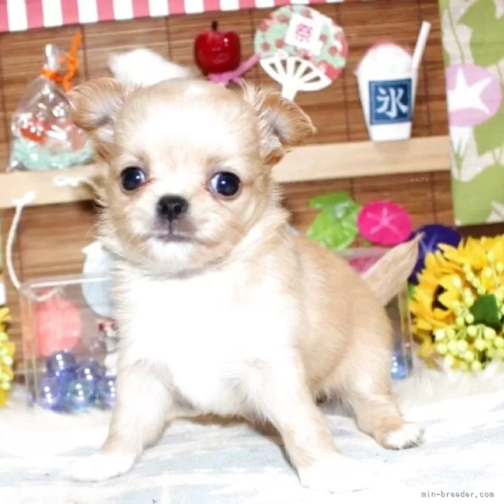 ID:2508-03202の子犬