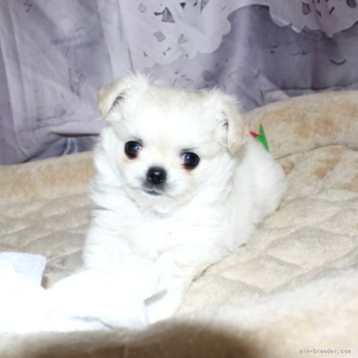 ブリーダー画像