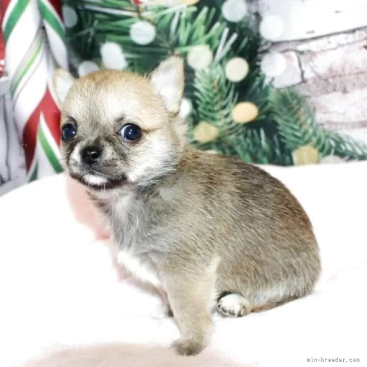 ID:2503-08236の子犬