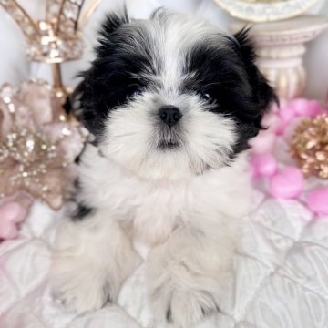 シーズー【福岡県・女の子・2025年9月7日・ホワイト&ブラック】の写真「良血統、可愛いお顔の女の子^^」