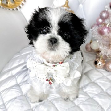 シーズー【福岡県・女の子・2025年9月7日・ホワイト&ブラック】の写真「良血統、可愛いお顔の女の子^^」