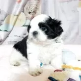 シーズー