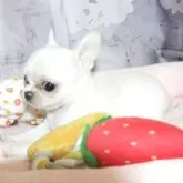 チワワ(スムース)
