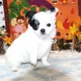 チワワ(ロング)