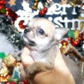 チワワ(スムース)