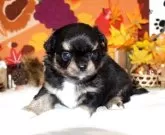 チワワ(ロング)【福岡県・女の子・2025年10月6日・ブラックタン&ホワイト】の写真2